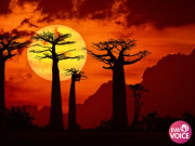 Clip Eva - Con đường dưới bóng baobab: Vẻ đẹp huyền bí của Madagascar
