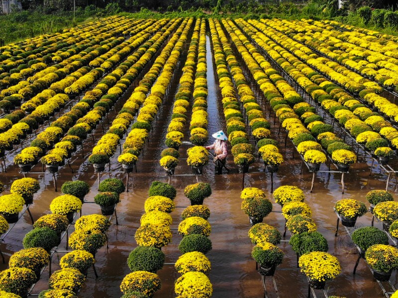 Thời điểm hiện tại, làng hoa Sa Đéc ở các xã Tân Khánh Đông, Tân Quy Đông và phường An Hòa, TP Sa Đéc, tỉnh Đồng Tháp nông dân đang tất bật chăm sóc hoa vụ Tết. (Ảnh: Vinh Gấu)