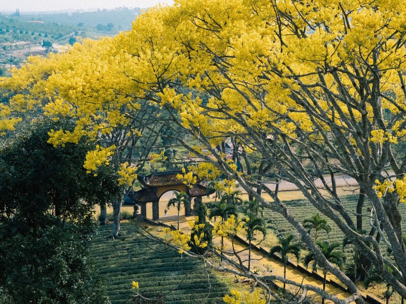 Những ngày đầu năm, phượng vàng khoe sắc rực rỡ, làm cho vùng cao nguyên thêm phần thơ mộng và độc đáo.(Ảnh: Hoàng Minh Đức)