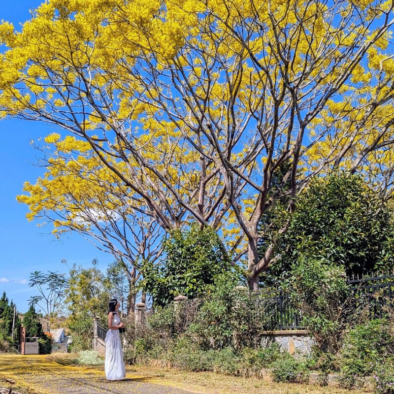 Mùa hoa phượng vàng ở Đà Lạt không chỉ làm say đắm lòng người mà còn là thời điểm lý tưởng để du khách khám phá và tận hưởng vẻ đẹp thiên nhiên của thành phố này. (Ảnh: Nguyễn Xuân Vĩnh)