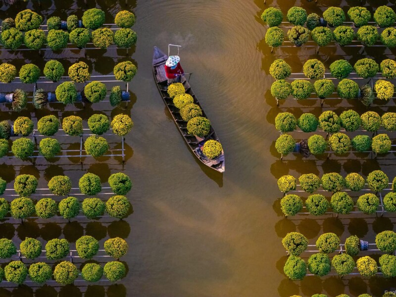 Nhìn chung năm nay nông dân giảm lượng cúc mâm xôi truyền thống do kém thu hút hơn cúc mâm xôi nhiều màu. Còn lại các loài hoa quen thuộc như cúc đồng tiền, cúc vạn thọ, cúc tiger... vẫn giữ nguyên số lượng. (Ảnh: Việt Nam Ơi)