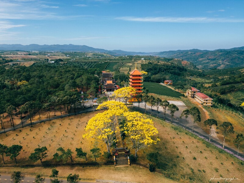 Ngắm hoa phượng vàng không chỉ là chiêm ngưỡng vẻ đẹp của hoa mà còn là tận hưởng không gian yên bình, tĩnh lặng của Đà Lạt. (Ảnh: Pham Trong Nghia)