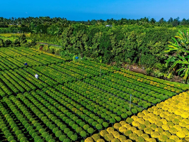 Năm nay, bên cạnh việc chủ động đầu tư trang trí thêm hoa, cây cảnh, TP Sa Đéc còn có thêm các khu, điểm du lịch mới nổi khác. (Ảnh: Việt Nam Ơi)