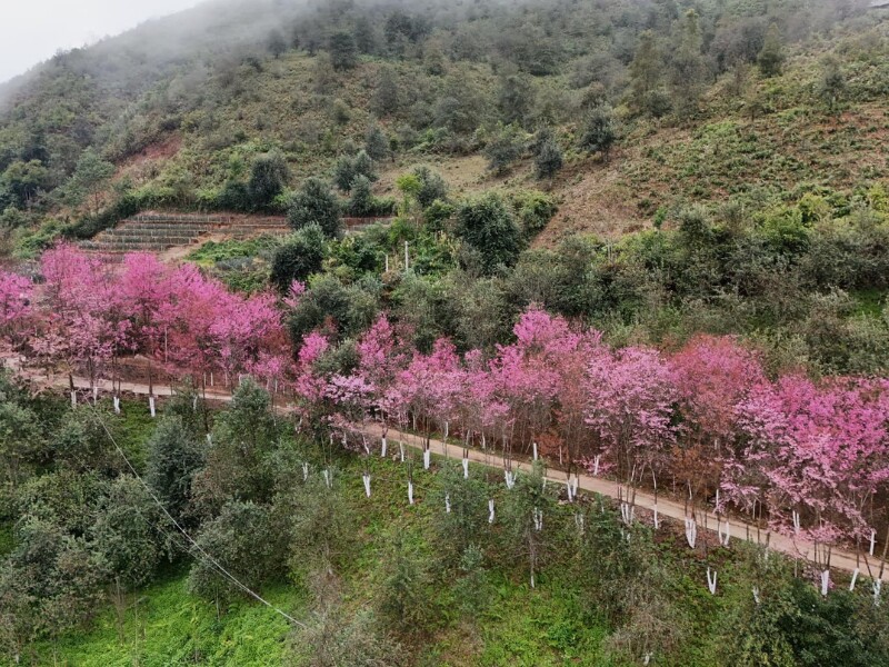 Bản Trống Tông, xã La Pán Tẩn là nơi có hoa tớ dày nở đẹp nhất, hữu tình nhất khi hoa len lỏi vào các bản làng, hoa rải hồng trên các sườn núi. (Ảnh: Phương Thảo)