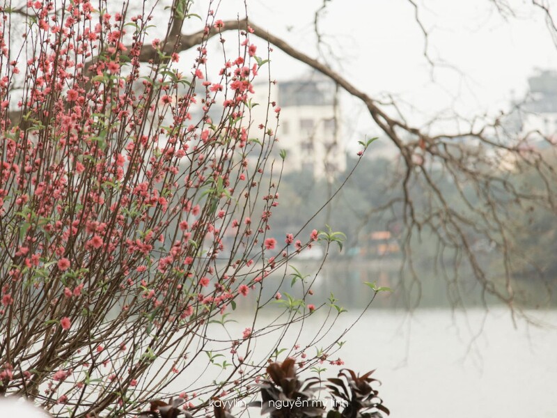 Mặt Hồ Gươm phẳng lặng, in bóng những hàng cây cổ thụ và tháp Rùa cổ kính. Đâu đó, vài nhiếp ảnh gia chăm chú ghi lại những khoảnh khắc đẹp của Hà Nội trong ngày đầu năm. (Ảnh: Nguyễn Mỹ Linh)