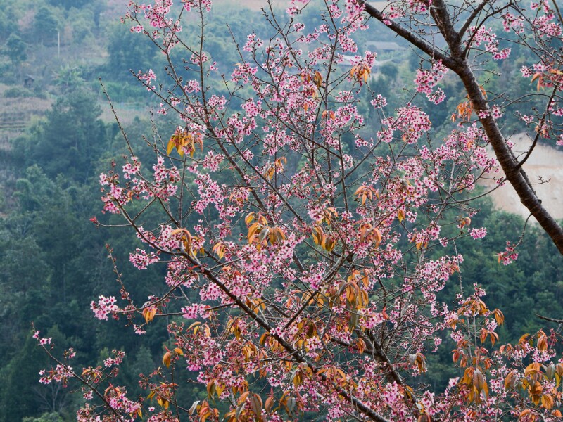 Tớ dày là loài cây thân gỗ, tán rộng, mọc trên những sườn đồi, triền núi, hay những thung lũng. (Ảnh: Nguyễn Minh Huệ)