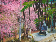 Lifestyle - Địa điểm siêu "hot" dịp Tết Nguyên đán năm nay nhờ loài hoa nở rộ đẹp như chốn thần tiên