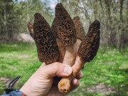 Lifestyle - Đặc sản nhìn nhăn nheo đen đúa nhưng là món ngon chỉ dành cho vua chúa, giới nhà giàu lùng tìm dù giá đắt hơn vàng