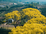 Lifestyle - Về Đà Lạt ngắm loài hoa quý hiếm nở vàng rực cả bầu trời, đảm bảo khách đến là mê không muốn về
