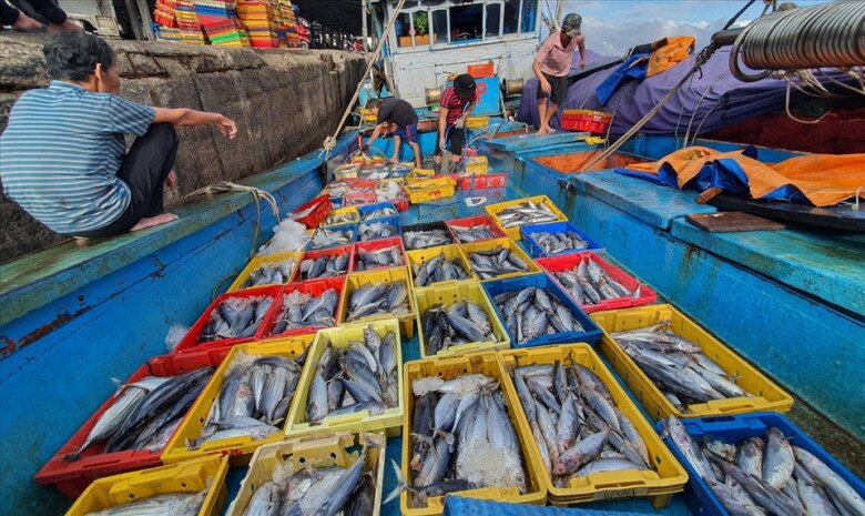 Quy Nhơn có một khu chợ cá lớn và nổi tiếng bậc nhất miền Trung, bán đủ loại hải sản với giá tận gốc - 2