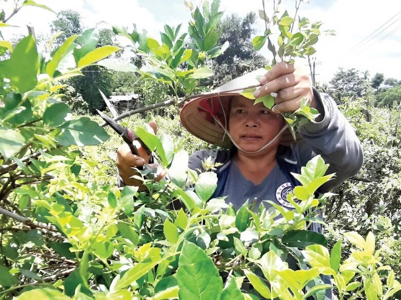 Chè dây được thu hoạch vào thời điểm cây chưa ra hoa. Khi thu hoạch chè dây sẽ cắt toàn bộ phần thân cây và lá chè dây.