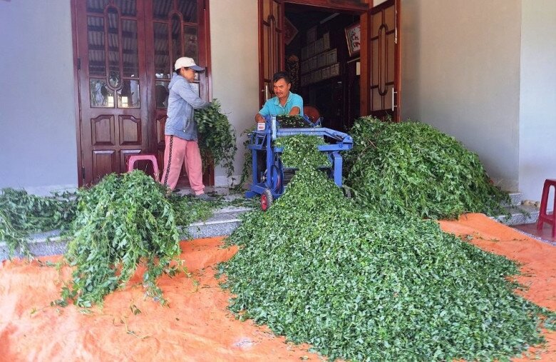 Hiện tại không chỉ trồng, hái lá tươi bán, gia đình ông Phòng còn đầu tư máy móc chế biến thành trà, đóng bao bì cung cấp khách hàng.