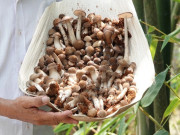 Tin tức - Trồng cây không hoa không lá, được ví "thần dược" cứ 8 tiếng là thu hoạch, nông dân nhẹ nhàng bỏ túi gần cả tỷ đồng