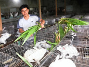 Tin tức - Nuôi con vật “hiền như cục đất", cho ăn thứ rẻ tiền, anh nông dân nhẹ nhàng thu lãi hàng chục triệu đồng/tháng