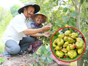 Tin tức - Nông dân bỏ túi trăm triệu đồng nhờ trồng cây "1 vốn 4 lời", từng mọc dại khắp nơi nay lên đời thành đặc sản miền Tây
