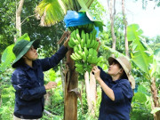 Tin tức - Trồng loại cây “1 vốn 4 lời” siêu giàu Kali, trái hư vẫn kiếm ra tiền, nông dân miền Tây nhẹ nhàng bỏ túi tiền tỷ mỗi năm