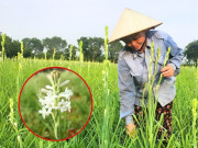 Tin tức - Trồng loài hoa tinh khiết tỏa hương ngào ngạt về đêm, anh nông dân Thanh Hóa lãi đậm, thu trăm triệu đồng mỗi năm