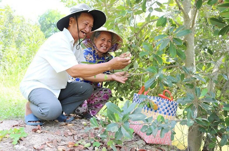 Lúc đầu, ông Năm bán vài chục nhánh, rồi lên vài trăm nhánh và cả ngàn nhánh cây giống cà na Thái. Cứ 2-3 tháng, ông bán nhánh cà na Thái một lần, giúp ông thu nhập khoảng 30 triệu đồng.
