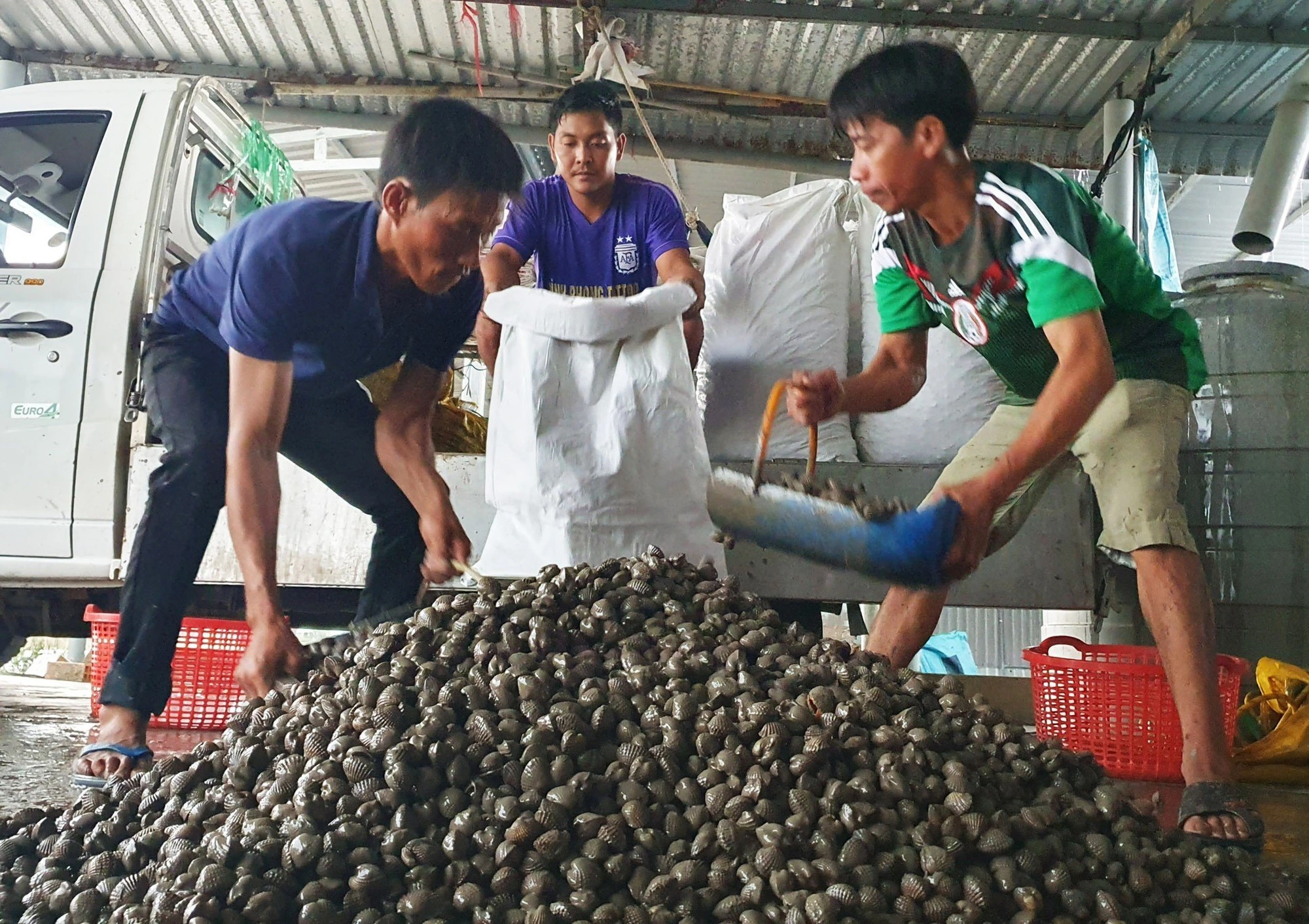 Sò huyết dễ nuôi, rủi ro thấp, đầu ra ổn định, có thể giúp nông dân làm giàu sau vài vụ nuôi sò thành công.