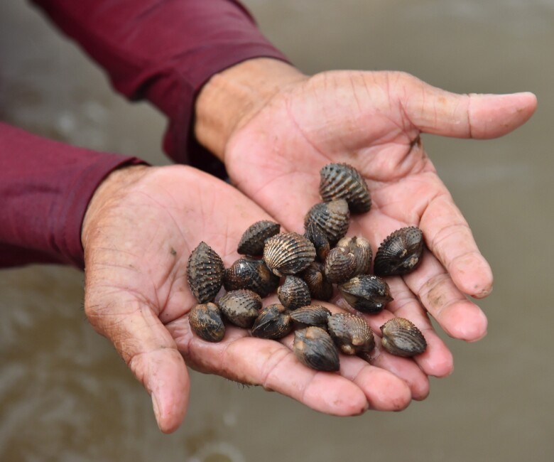 Sò huyết là loài nhuyễn thể hai mảnh vỏ, thường sinh sống ở vùng nước lợ ven biển, nơi có độ mặn và độ bùn phù hợp. Sò huyết có giá trị dinh dưỡng cao, được thị trường ưa chuộng, đặc biệt là các nhà hàng, quán ăn chuyên về hải sản. 