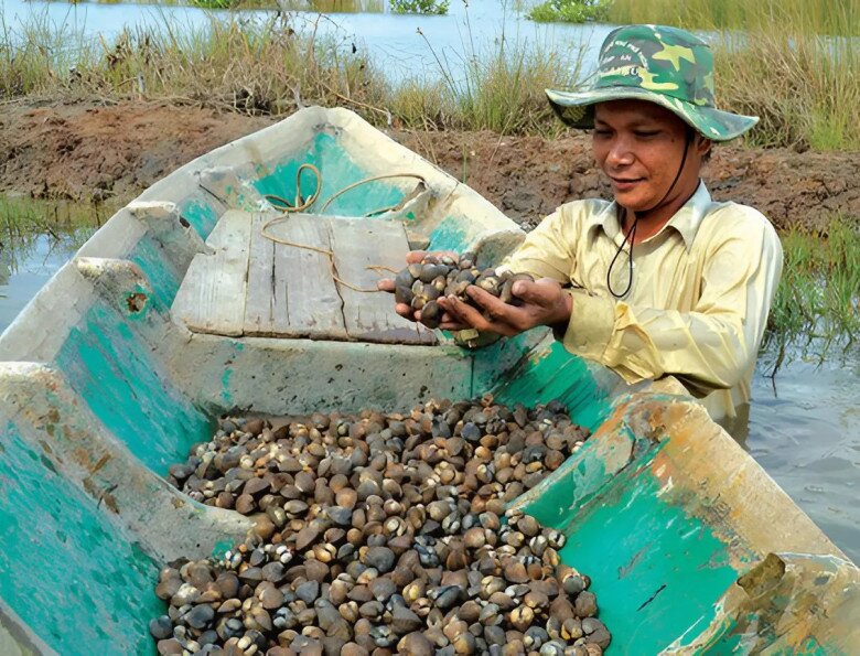 Loài thuỷ sản này sống dưới bùn, có sức đề kháng tốt nên không phải lo các vi khuẩn gây bệnh phá hoại. 