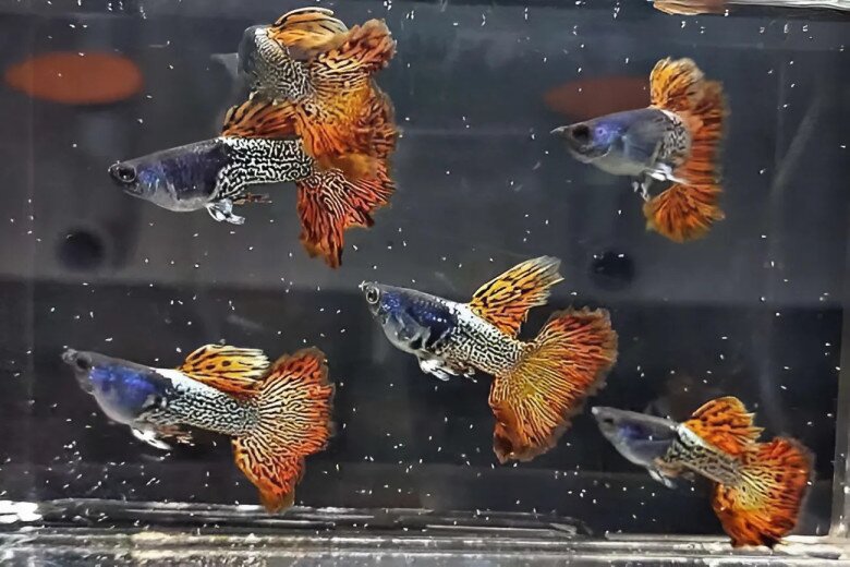 Nuôi cá bảy màu không khó, người nuôi cần đảm bảo nguồn nước, ánh sáng và thức ăn phù hợp, chúng sẽ sinh trưởng nhanh chóng.