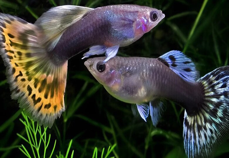 Nếu được chăm sóc và nuôi dưỡng tốt, cá bảy màu sẽ có khả năng sinh trưởng và sinh sản rất nhanh.