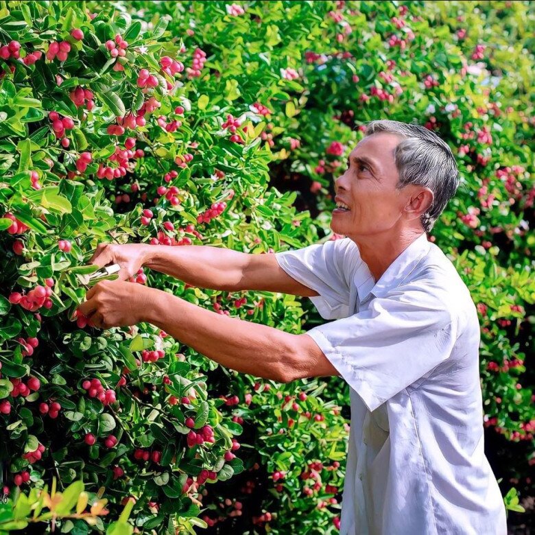 Hằng ngày, vườn siro của ông có khoảng chục lao động hái trái, chẻ trái làm các sản phẩm cung cấp cho thị trường. Với cách làm hiệu quả, thiết thực, cơ sở sản xuất siro của ông Vũ đã góp phần giải quyết nhiều lao động trên địa bàn tỉnh Tiền Giang. 