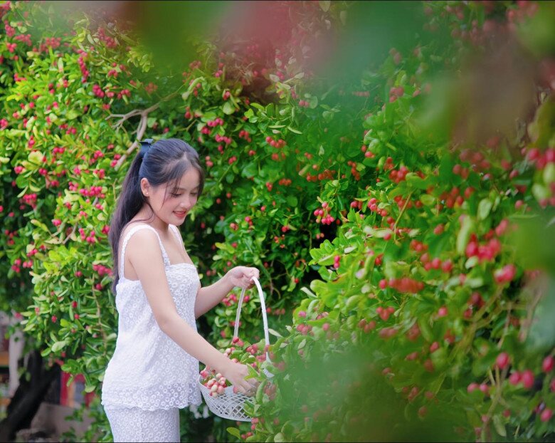 Nhiều nhà vườn tận dụng sắc đỏ của cây siro để thu hút khách làm quan.