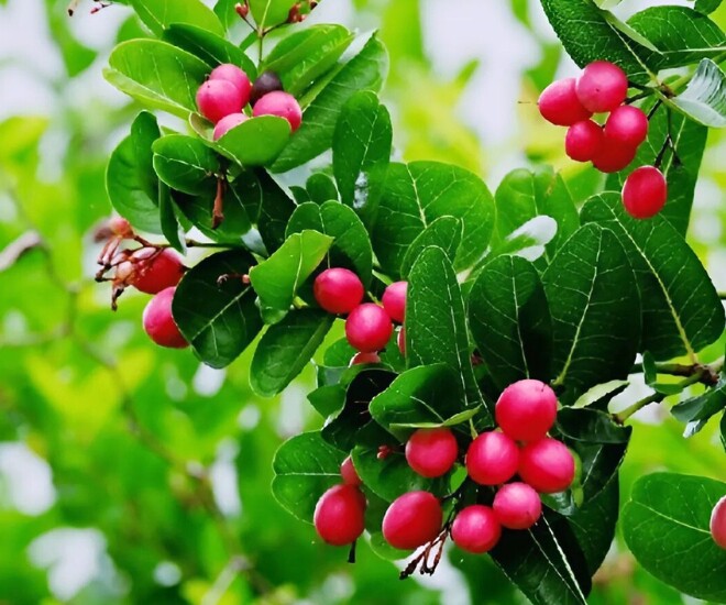 Cây siro đơm hoa, kết trái quanh năm, quả chín căng mọng tượng trưng cho sự hoàn mỹ và đủ đầy. Đặc biệt, hoa và quả siro kết thành dạng chùm mang ý nghĩa về sự sum họp, thể hiện sự gắn kết giữa các thành viên trong gia đình.