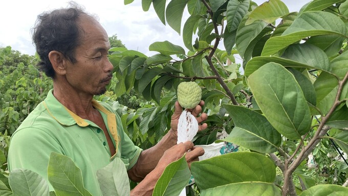 Theo anh tiết lộ, chỉ cần lắp đặt hệ thống tưới nhỏ giọt, mỗi ngày mở van tưới 2 lần, cung cấp đủ nước cho cây phát triển. Bên cạnh đó, cần phải bảo bọc trái na để sinh vật gây hại không thể làm ảnh hưởng chất lượng của quả.