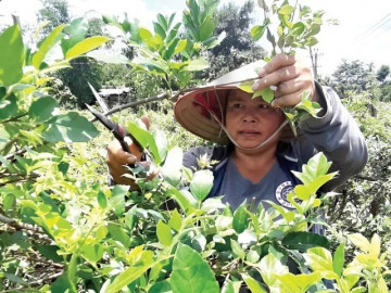 Anh nông dân ở miền núi trồng cây dại thành đặc sản vạn người mê, nhẹ nhàng bỏ túi trăm triệu đồng/năm