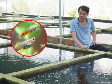 Nuôi loài cá triệu con, sở hữu vẻ ngoài sặc sỡ, nhiều màu sắc, nông dân miền Tây bỏ túi trăm triệu mỗi năm