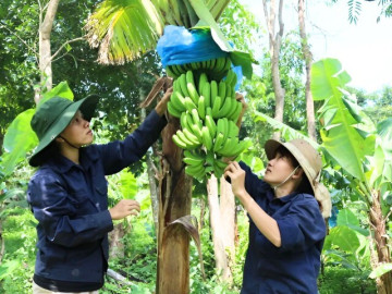 Trồng loại cây 1 vốn 4 lời siêu giàu Kali, trái hư vẫn kiếm ra tiền, nông dân miền Tây nhẹ nhàng bỏ túi tiền tỷ mỗi năm