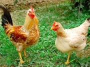 Sức khỏe - Thịt gà ta và gà công nghiệp loại nào tốt hơn? Bất ngờ loại ai cũng nghĩ tốt lại có nhiều chỉ số dinh dưỡng rất kém