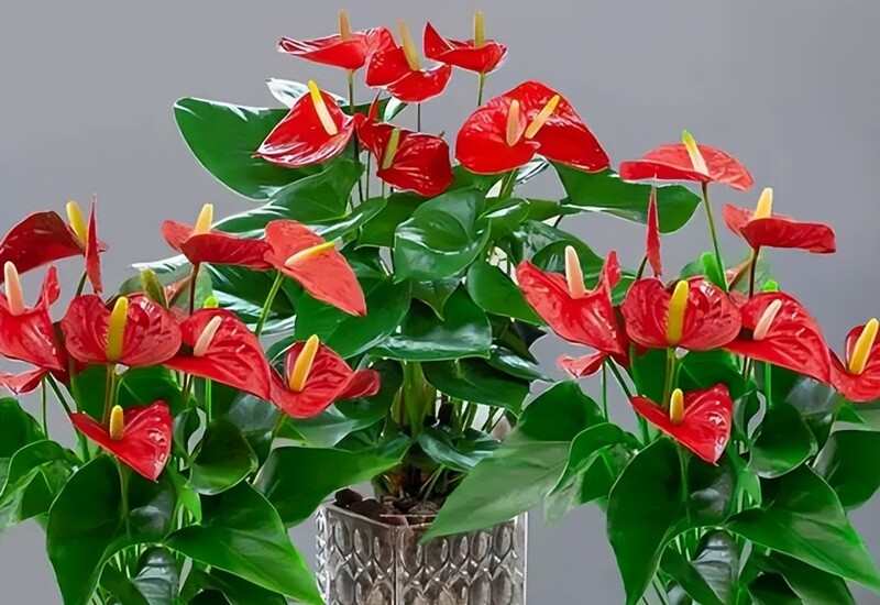 1. Hồng môn là một loại cây cảnh ưa bóng râm, không thể phát triển và nở hoa nếu ánh sáng quá mạnh. Trong môi trường trong nhà, hồng môn có thể sinh trưởng và ra hoa chỉ với ánh sáng từ đèn. Không chỉ đẹp mắt, hồng môn còn có thời gian nở dài, kéo dài từ 4 đến 5 tháng.