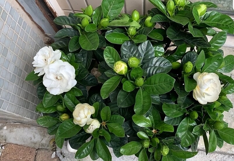 1. Khi mua hoa dành dành, nhiều người sẽ thay chậu ngay, nhưng việc này có thể gây hại cho cây, nhất là khi cây đang trong thời kỳ ra hoa. Nguyên nhân là do rễ cây sẽ bị tổn thương trong quá trình thay chậu, khiến cây nhanh chóng héo úa. 