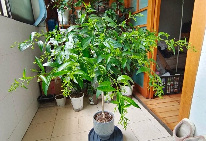 1. Hoa dạ lý hương với hương thơm quyến rũ thường được nhiều người yêu thích, đặc biệt vào buổi tối khi hương thơm lan tỏa trong không khí, tạo nên một bầu không khí huyền bí. Tuy nhiên, loại cây này không thích hợp để trồng trong nhà, đặc biệt là trong phòng ngủ. 