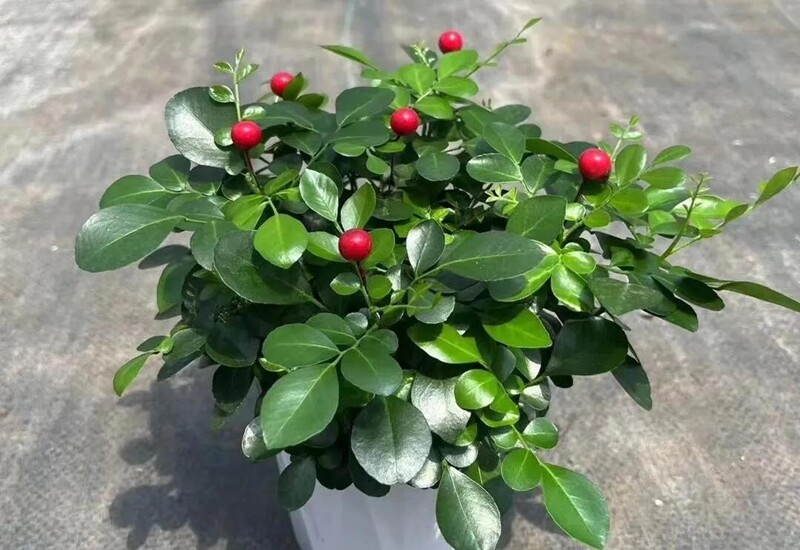 Hương hoa nguyệt quế nồng và kéo dài, nhưng trong không gian kín, việc tiếp xúc lâu dài với mùi hương này có thể dẫn đến các triệu chứng như chóng mặt, khó thở và tức ngực. Hơn nữa, cây nguyệt quế cũng sản sinh ra nhiều phấn hoa, dễ gây dị ứng cho những người nhạy cảm.