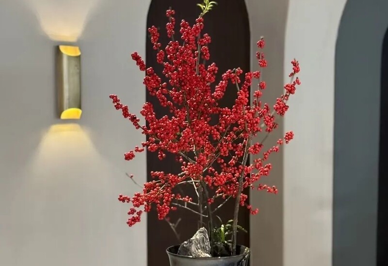 9. Mỗi dịp Tết đến, nhiều gia đình thường trang trí bằng cây đào đông đỏ với những quả đỏ rực, mang lại không khí vui tươi và may mắn. Tuy nhiên, ít ai biết rằng loại cây này lại tiềm ẩn nguy hiểm. 