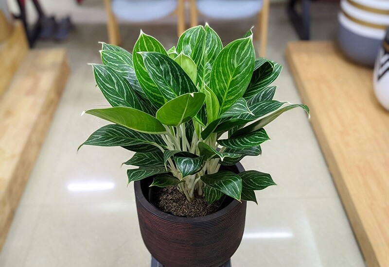 4. Cây bạch mã hoàng tử có tên gọi khác là cây bạch mã, tên khoa học là Aglaonema Pseudobracteatum. Đây là cây thân thảo, thân cây có màu trắng với những phiến lá xanh sọc trắng trông rất bắt mắt. Cây ưa bóng râm nên bàn hoàn toàn có thể trồng trong nhà. 