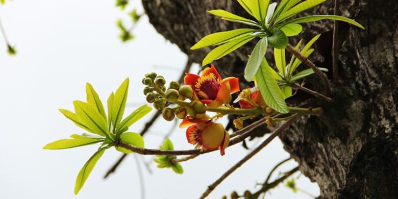 Loại hoa này được Phật tử khắp thế giới tôn sùng, trồng một cây trước nhà hút tài chiêu lộc, gia đình bình an - 4