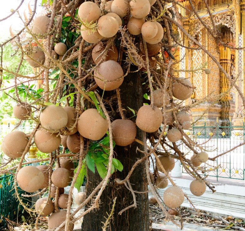 Loại hoa này được Phật tử khắp thế giới tôn sùng, trồng một cây trước nhà hút tài chiêu lộc, gia đình bình an - 3