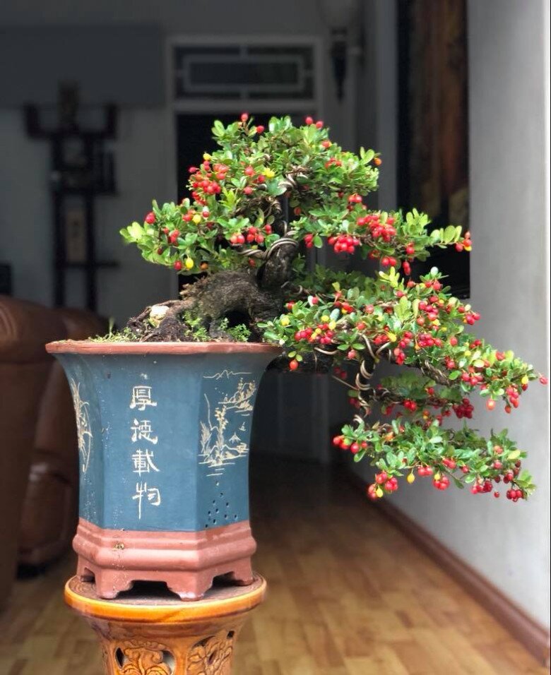 Cây dại này được ví như amp;#34;hòn ngọc Viễn Đôngamp;#34;, lên chậu thành bonsai tuyệt đẹp, có cây giá tiền tỷ - 4