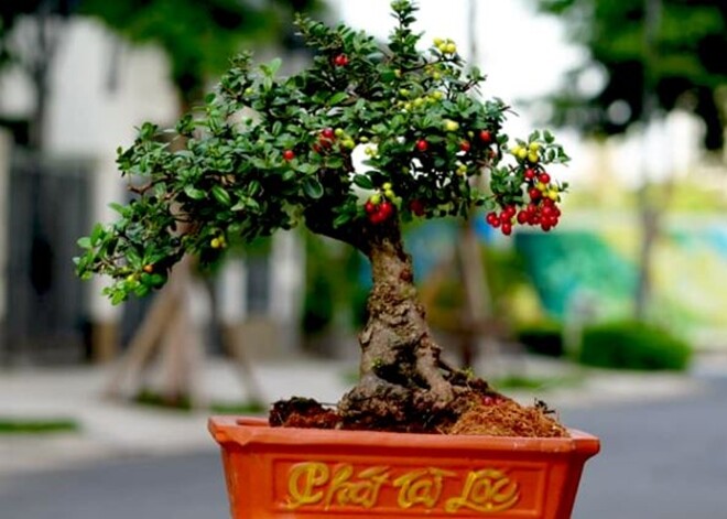 Cây dại này được ví như amp;#34;hòn ngọc Viễn Đôngamp;#34;, lên chậu thành bonsai tuyệt đẹp, có cây giá tiền tỷ - 6