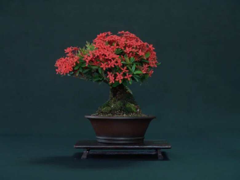 Cây mọc dại lên chậu làm bonsai giá tiền tỷ, Tết trưng một chậu trong nhà vừa đẹp vừa hút tài gọi lộc - 6