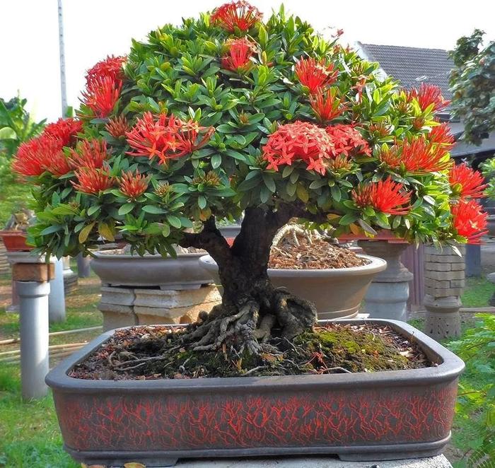 Hoa trang bonsai.