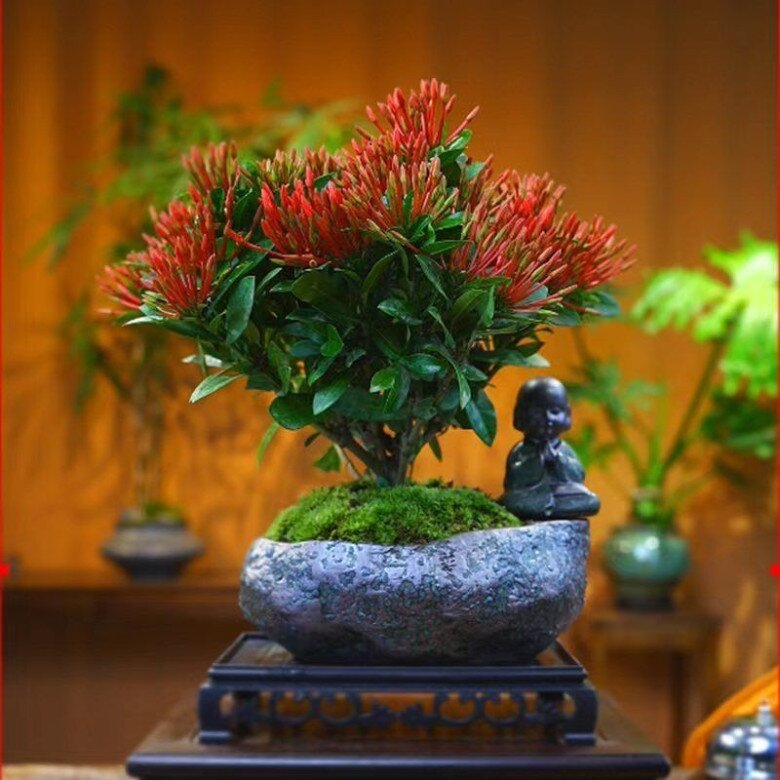 Cây mọc dại lên chậu làm bonsai giá tiền tỷ, Tết trưng một chậu trong nhà vừa đẹp vừa hút tài gọi lộc - 8