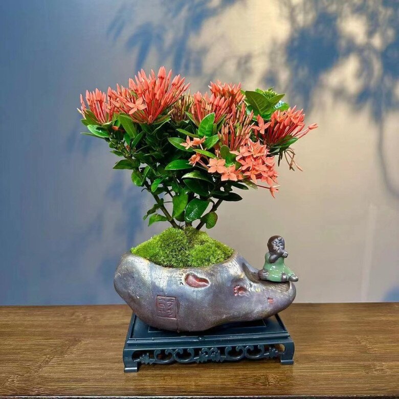 Cây mọc dại lên chậu làm bonsai giá tiền tỷ, Tết trưng một chậu trong nhà vừa đẹp vừa hút tài gọi lộc - 5