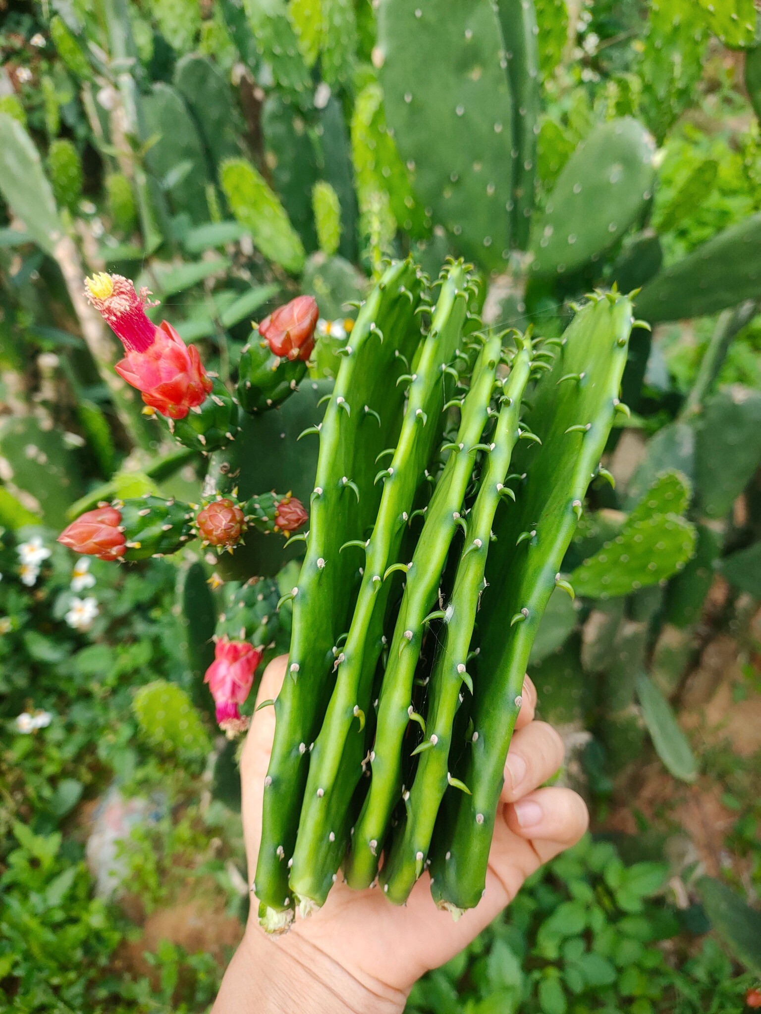 Xương rồng.